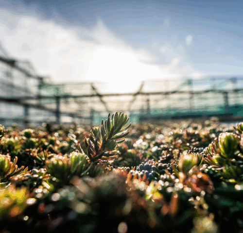vacature Assistent werkbegeleider Groenproductie