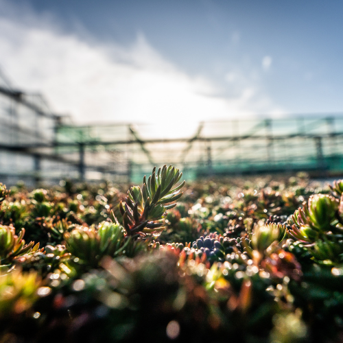 vacature Assistent werkbegeleider Groenproductie